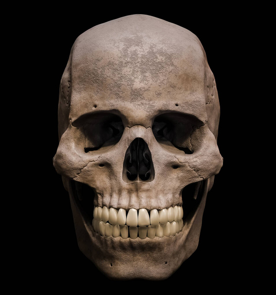 Homo sapiens male skull anatomically accurate anterior or front view isolated on black background 3D rendering illustration. Human anatomy, medicine, biology, science concept. - Foto, afbeelding