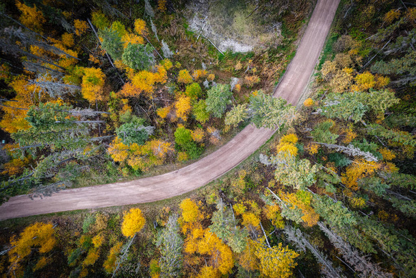 Δάσος το φθινόπωρο Κοιτάζοντας Straigth κάτω - Φωτογραφία, εικόνα
