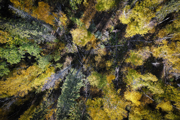 foresta in autunno guardando dritto verso il basso - Foto, immagini