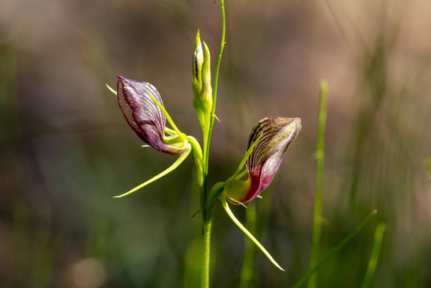 Orquídea del capó en flor - Foto, imagen