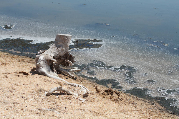 アゾフ海のアラバト・スピットの海岸にあるキャンプの裏側から一掃されていない領土。2018年8月. - 写真・画像