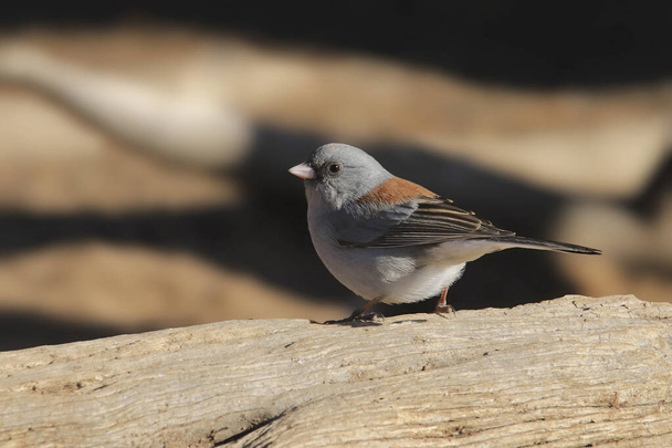 Dark-eyed Junco (Gray-headed) perched on a big log - Photo, Image