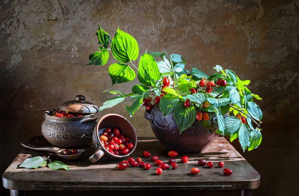 still life with dogwood and rosehip berries - Foto, imagen
