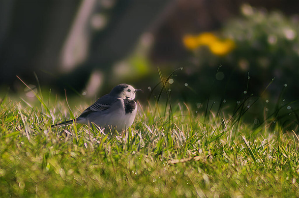 Egy kis madár a fűben homályos háttérrel - Fotó, kép