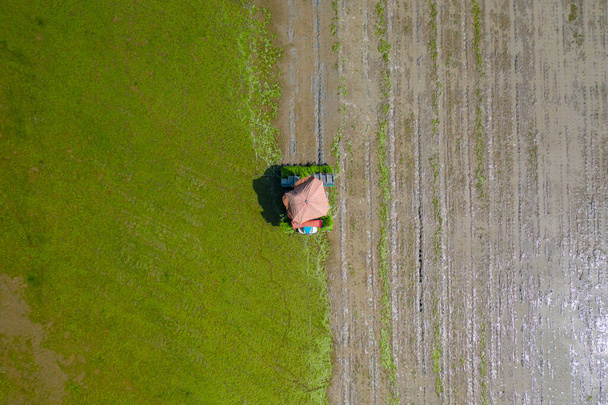 vista dall'alto di un veicolo agricolo macchina trapianto di riso piantina di semenzaio in un campo risaia in giornata cielo aperto dalla vista drone. - Foto, immagini
