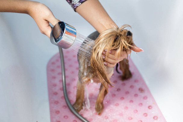 Yorkshire Terrier in the bathroom in the beauty salon for dogs. Care for yorkshire terriers close-up. Veterinarian. Groomer. Hairdresser for animals. - Photo, Image