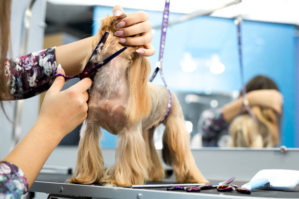 Female groomer haircut yorkshire terrier on the table for grooming in the beauty salon for dogs. Process of final shearing of a dogs hair with scissors. - Foto, immagini