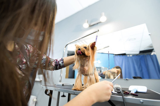 Female groomer haircut yorkshire terrier on the table for grooming in the beauty salon for dogs. Process of final shearing of a dogs hair with scissors. - Photo, image