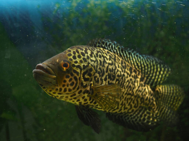 big fish swims in a home aquarium close-up - Photo, Image