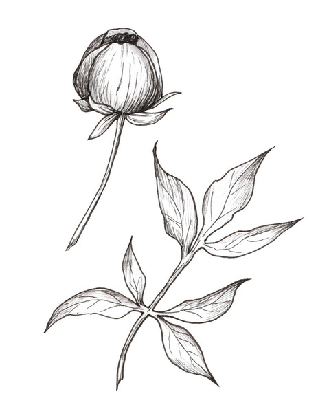 Graphic illustration of peony bud and leaf. Black and white flower isolated on white background. Tattoo. - Foto, imagen