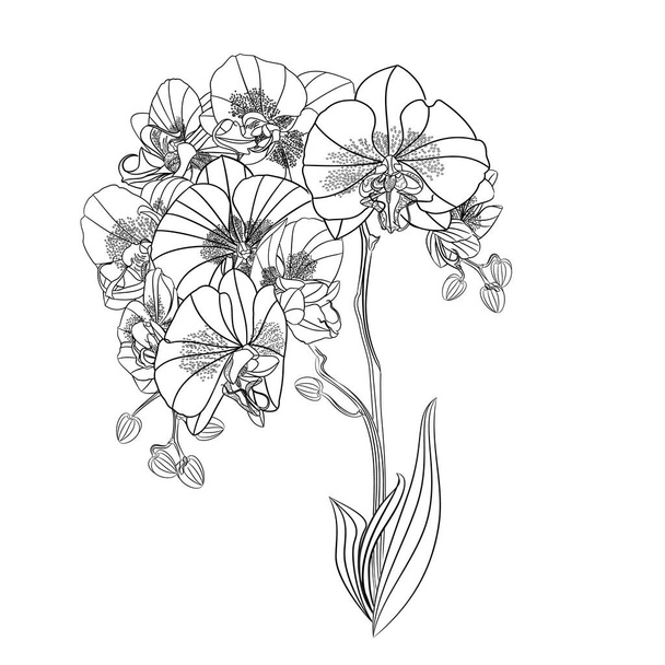 枝蘭フラエノピーの輪郭花熱帯植物茎と蕾と葉のヴィンテージベクトル植物イラストデザイン編集可能な手描き - ベクター画像