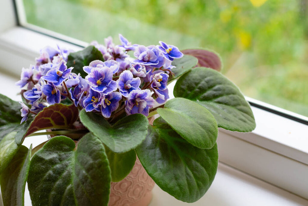 African violet flower saintpaulia in bloom as decoration for windowsill and home.Close up, summertime - Foto, Imagem