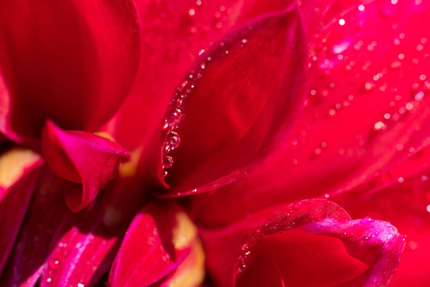Close up macro photo of tiny water drops on it shining on bright sunlight. Red vivid wet petals - Photo, image