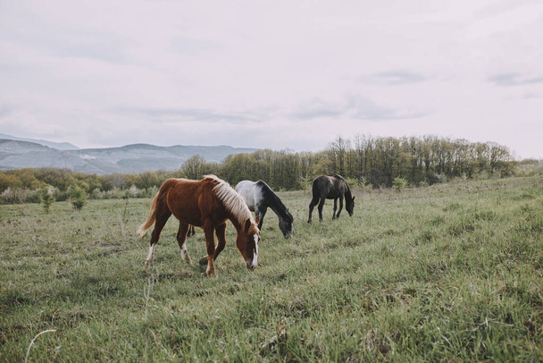 horse outdoors eating grass landscape countryside nature - Φωτογραφία, εικόνα