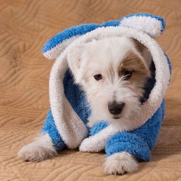 blanco divertido cachorro con una túnica azul, se encuentra en un cuadros marrones, primer plano - Foto, Imagen