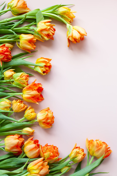 Bright orange yellow terry tulips on a pastel pink background. Flat lay floral frame of tulips. Vertical image, copy space. Spring holidays, mothers day, womens day concept. Selective focus. - Fotoğraf, Görsel