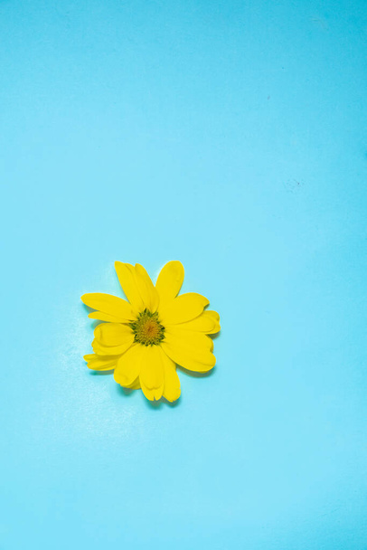 Flor de crisantemo amarillo sobre fondo azul con espacio de copia.Arte minimalista creativo. Plano y espacio de copia.  - Foto, Imagen