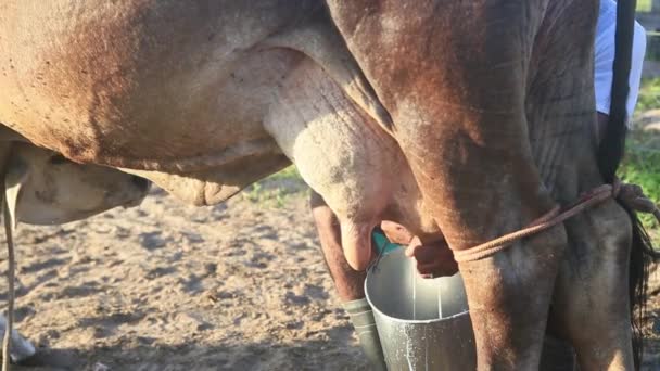 conde, bahia, Brasil - 9 de enero de 2022: Vaquero ordeñando manualmente una vaca lechera en una granja de la ciudad de Conde. - Metraje, vídeo