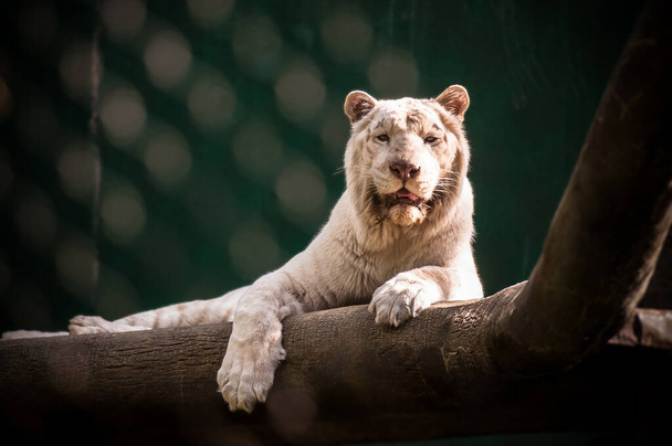 The white tiger lies on a big tree. Close view with blurred natural background. Wild animals. - Foto, Imagen