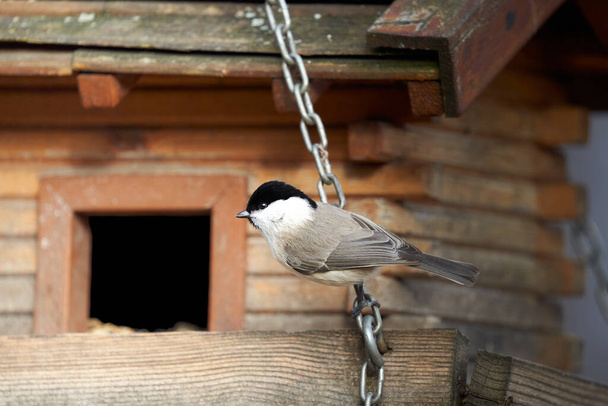 Tit at the wooden bird house. Winter feeding in snow and frost. Great tit (Poecile montanus, Weidenmeise). Shelter for animals and songbirds. - Photo, Image