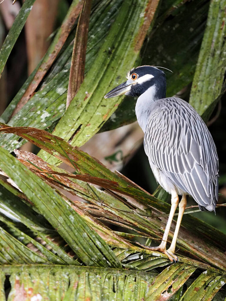 The Yellow-crowned Night Heron, Nyctanassa violacea, stands in the branches above the water. Costa Rica  - Foto, imagen