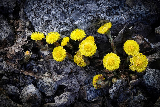 Первая весна Coltsfoot цветы (Tussilago farfara) в скалистой местности. - Фото, изображение