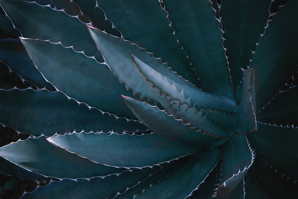 Agave Plant in Dark Blue Tone Color as Natural Pattern Background - Фото, зображення