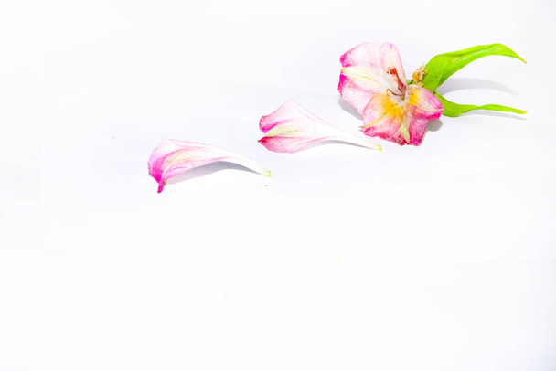 beautiful flowers on a white background - Foto, Imagem