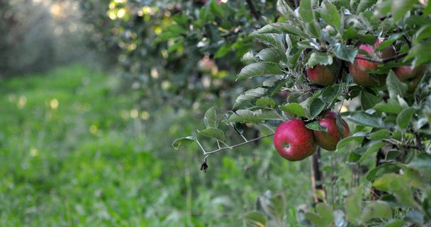 Appels in een boomgaard in oktober - Foto, afbeelding