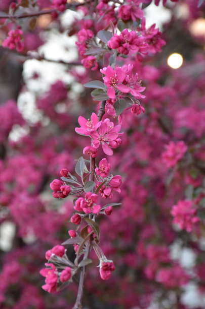 Pink flowers and buds with greenish red petals on the twig. - Φωτογραφία, εικόνα