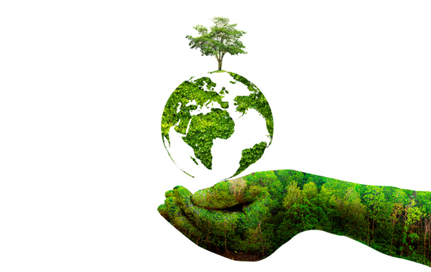 День Земли в руках деревьев, выращивающих саженцы. Боке зеленый фон Женская рука держит дерево на природе трава Концепция сохранения леса - Фото, изображение