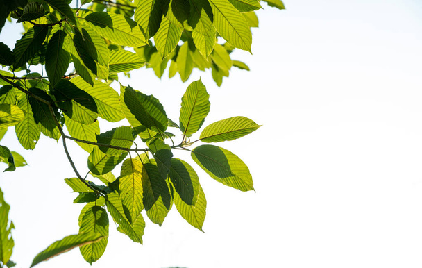 Kratom (Mitragyna speciosa) zielony Jest rodzajem leku - Zdjęcie, obraz