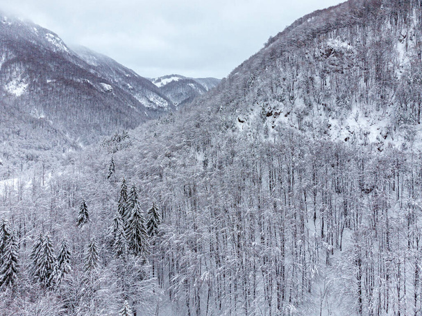 Χιονισμένο δάσος όμορφο χειμώνα φύση σκηνή  - Φωτογραφία, εικόνα