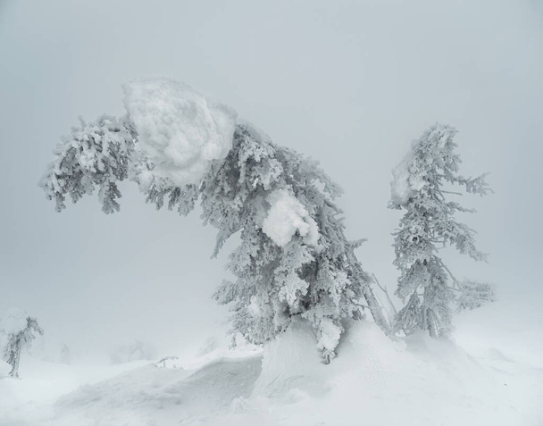 Мягкий фокус Волшебные причудливые силуэты деревьев оштукатурены снегом. Арктическая суровая природа. Мистическая сказка о зимнем туманном лесу. Снежные елки на склоне горы. - Фото, изображение