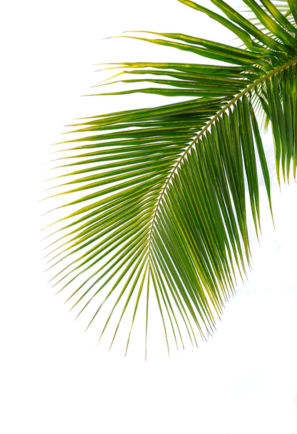 Зелений palm leaf
 - Фото, зображення