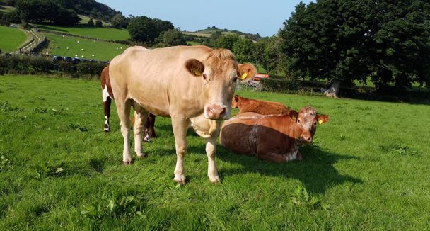Photo aérienne de vaches un taureau et des veaux dans un champ d'herbe à la ferme au Royaume-Uni - Photo, image