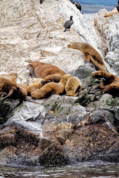 Aalscholvers en groep zeeleeuwen op de Rocky La Isla de Los Lobos Islan in Beagle Channel, Ushuaia, Patagonië, Argentinië - Foto, afbeelding