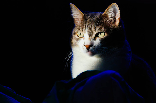 暗い背景に国内猫の肖像画。ペットの表情。コピーするスペースのある猫の写真. - 写真・画像