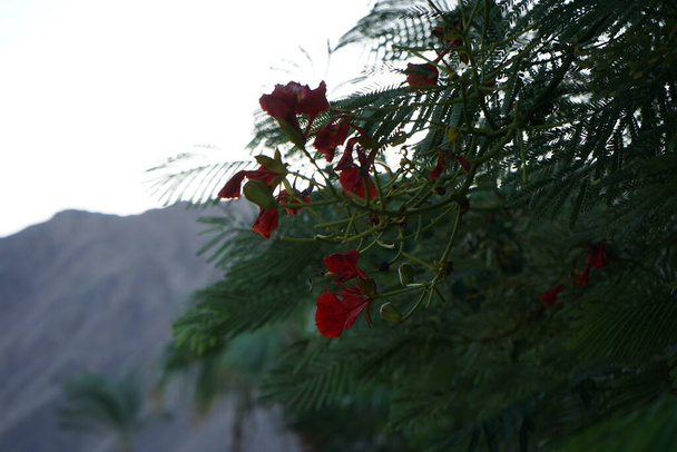 Caesalpinia pulcherrima is een plant uit de erwtenfamilie ("Fabaceae"). Dahab, gouvernement Zuid-Sinaï, Egypte - Foto, afbeelding