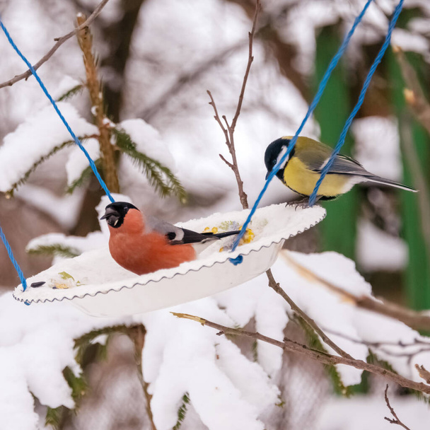 Bullfinches, sparrows, tits peck seeds from the feeder on tree branches in winter - Zdjęcie, obraz