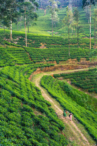 Srí Lanka-i teaültetvény. Green Hills Természet Tájkép. Nuwara Eliya, Srí Lanka. - Fotó, kép