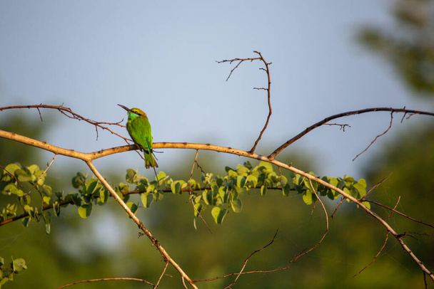 Uccello esotico in Sri Lanka. - Foto, immagini