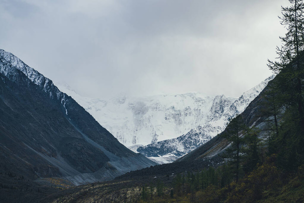 Атмосферний пейзаж з великими сніговими горами під хмарним небом. Драматичні пейзажі з деревами на пагорбі серед темних скель з видом на високу засніжену гірську стіну з льодовиком у долині в похмуру погоду
. - Фото, зображення