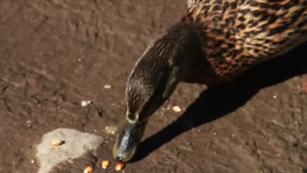 Patos na natureza
 - Filmagem, Vídeo