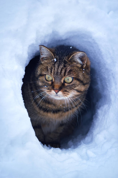Kot patrzący ze śniegu. Na zewnątrz zima zwierząt domowych działalności. - Zdjęcie, obraz