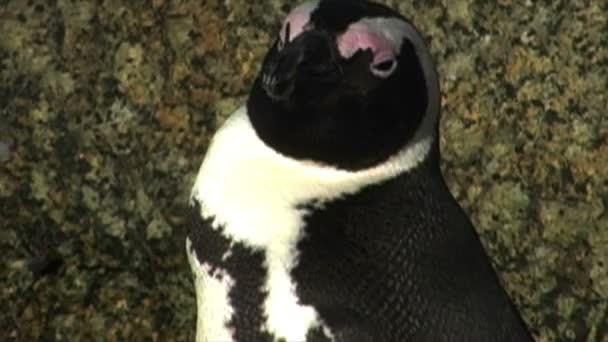 Penguins on Rocks by Ocean - Séquence, vidéo