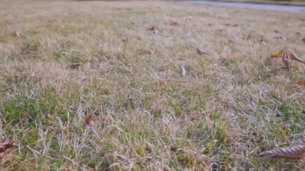 Close up view of private garden lawn in early spring after winter. Sweden. - Footage, Video