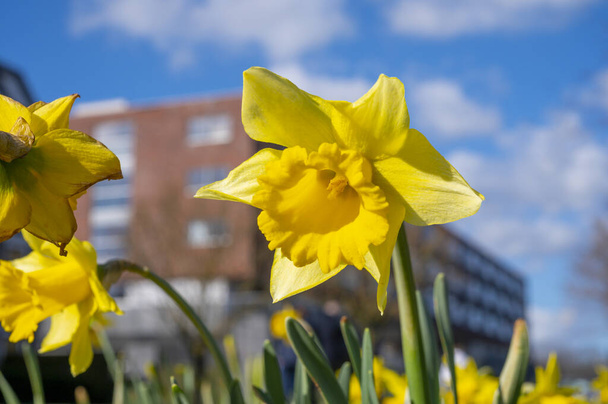 Spring in the city, blossom of yellow daffodils narcissus flowers in sunny day with modern house on background - Foto, Imagem