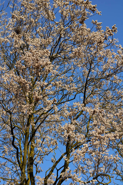 Ailanthus altissima árbol en temporada de invierno - Foto, imagen