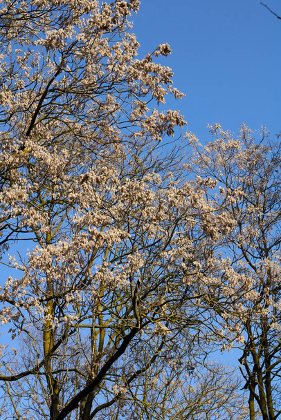 Δέντρο Ailanthus altissima κατά τη χειμερινή περίοδο - Φωτογραφία, εικόνα